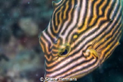 Whorls and Ridges
Im drawn to this species of boxfish la... by Shane Hermans 